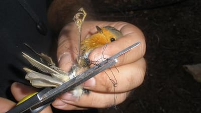 A policeman removes pieces of a mist net that ensnared a robin in the Dhekelia region of Cyprus.