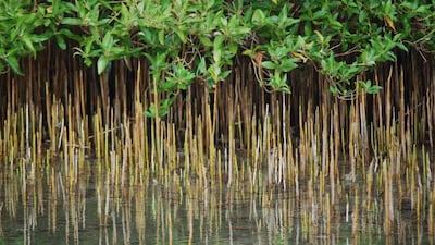 Mangroves at Marawah Marine Biosphere Reserve, and Eid Al Romaithi, who manages Ead’s Mirfa station. Courtesy Environment Agency Abu Dhabi