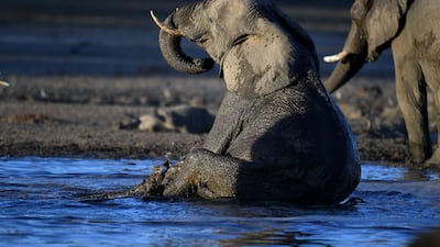 Luxury purchases can help support elephants in Africa. AFP