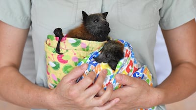 Veterinarian Dr Ludo Valenza poses for a photograph with two Grey headed Flying Foxes which are being treated for bushfire injuries at the Australia Zoo Wildlife Hospital in Beerwah, Queensland. EPA