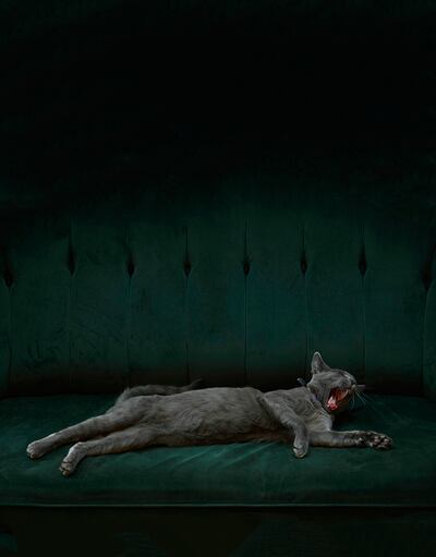 Hugh Fox, United Kingdom, Finalist, Professional competition, Portfolio, Sony World Photography Awards.