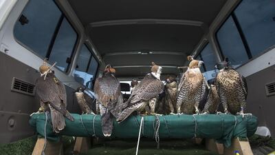 Birds, marked by their unique falcon-release rings, sit on their perch while awaiting their turn to be released back into the wild. Silvia Razgova / The National