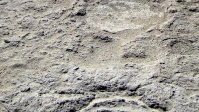 Ancient footprints hint at animal lives from thousands of years ago. Courtesy Mark Beech