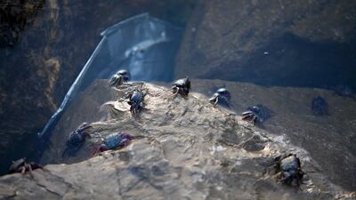 Crabs scurry around trash in the water on the shores of the mangrove islands at the mangroves near the East Road in Abu Dhabi. (Silvia Razgova/The National)