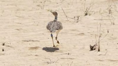 Houbara bustards at the International Fund for Houbara Conservation Park. Jaime Puebla / The National