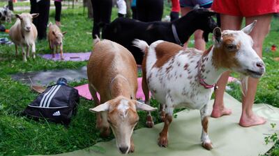 Goats patrol the yoga floor. Carrie Antlfinger / AP Photo