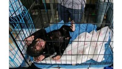 Thailand is doing all it can to protect trafficked wildlife, such as this sun bear that was discovered in luggage by Customs officers at Suvarnabhumi airport last year, the country's ambassador says in a letter. Damir Sagolj / Reuters