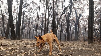 A playful dog is seen in front of burnt trees in Mallacoota. Getty Images