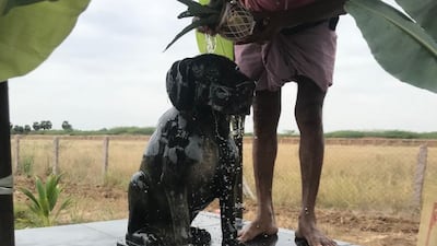 Muthu Kumar, 82, a former government employee from Sivaganga in southern Tamil Nadu state has built a statue of his beloved dog, a brown Labrador, named Tom. Photo: Manoj Kumar