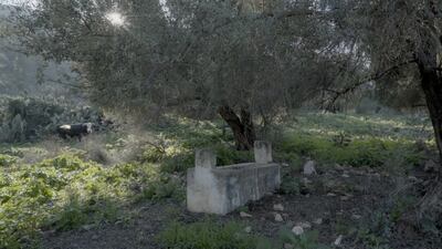 The farmlands of Mount Caramel are full of spaces unable to be used by their owners, due to state restrictions. Photo: Reel Palestine