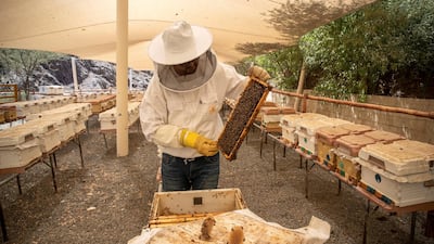 Hatta Honey bee sanctuary has tours to help people learn about beekeeping in the region. All photos Antonie Robertson / The National