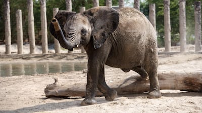 Four African elephants will be some of the biggest new attractions when Dubai Safari re-opens in late 2018. Courtesy Dubai Safari