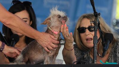 Josie, a Chinese Crested mix, is checked by judges Debbie Abrams, right, and Jo Ling Kent during the World's Ugliest Dog Contest. Josie finished third in the contest. Jeff Chiu / AP Photo