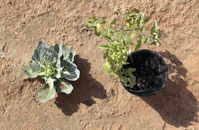 Tomato and cabbage plants grown at the Mattar Farm Kitchen. Pawan Singh / The National