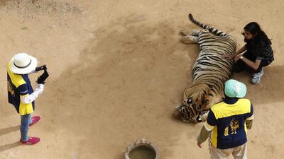A tourist poses for a souvenir photo with a tiger before it is removed by Thai National Park officials. Narong Sangnak /European Pressphoto Agency