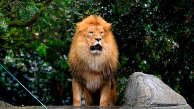 A lion is seen at Bioparque Wakata in Jaime Duque park, in Briceno municipality near Bogota, Colombia. AFP