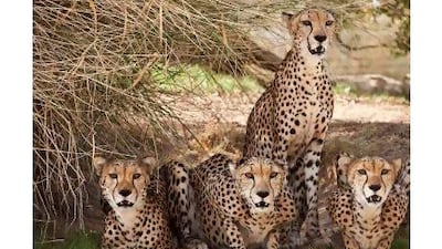 A reader suggests returning cheetahs to the wild on the Arabian Peninsula. Antoine Robertson / The National