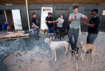 Voluteers give their time to walk the dogs at the Stray Dog Centre in Umm Al Quwain. Leslie Pableo / The National