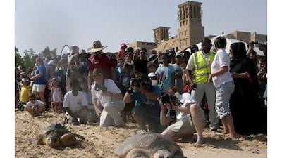 Rehabilitated turtles head to the sea at Madinat Jumeirah Beach when 156 of them were released back into the wild in June.