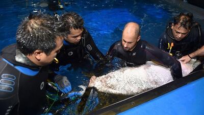 A Sand Tiger shark is given an ultrasound at the Dubai aquarium in Dubai Mall. Courtesy Dubai Aquarium