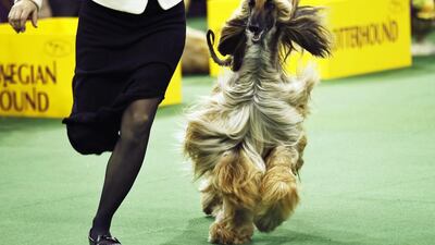 An Afghan Hound competes at the Hound group during day one of judging. Nearly 3,000 dogs and their handlers hit the competition floor. Eduardo Munoz/Reuters