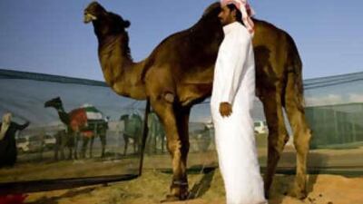 A Saudi Arabian man attends to his camel on the grounds of Al Dhafra Camel Festival in Madinat Zayed. There are 24,000 camels on hand at the festival.