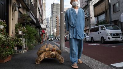 Hisao Mitani with an African tortoise, which he named Bon-Chan, on the street in Tokyo, Japan. Bon-chan, 26, is cared for by 69-year-old funeral director Mr Mitani and has become an internet sensation after starring in a viral TikTok video that has gained more than seven million views since it was released. Getty Images