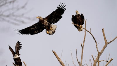 Bald eagles roost in a tree at Loess Bluffs National Wildlife Refuge in Mound City, Missouri. AP