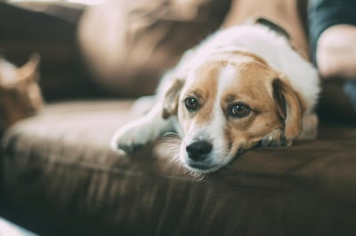 Got pets? Make sure to regularly vacuum your sofa, if they sit on it. Unsplash