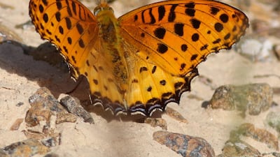 A pair of Himalayan butterflies were discovered in Fujairah. Courtesy: Wam