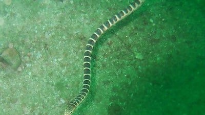 A sea snake seen in the waters off of the UAE.