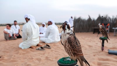 Emirati falconers gather after falconry practice in the desert near Remah