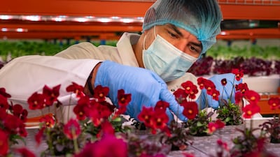 Work at Emirates Bustanica, the country's largest vertical farm. Based in Dubai, it supplies companies with fresh produce. Antonie Robertson / The National