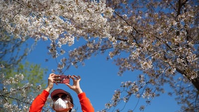 A woman wears a face mask as she takes a photo of blossoms at Yuyuantan Park in Beijing. AP Photo