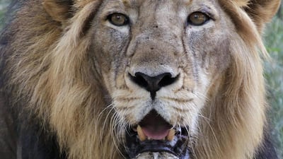 The survival and predicament of the Asiatic lion is largely overlooked in India. AP Photo