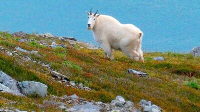 A mountain goat stands on a ridge line in Juneau, Alaska. AP Photo