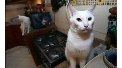 A reader welcomes a column, published this week, in defence of Arabian Mau cats like these, and refers to one Mau which has become the beloved queen of her household. Nicole Hill / The National