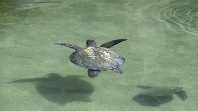 Turtles are cared for at the Dubai Turtle Rehabilitation Project. Jaime Puebla / The National