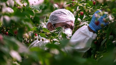 A berry picker at the UAE’s first raspberry and blackberry model farm in full sanitary uniform. Victor Besa / The National
