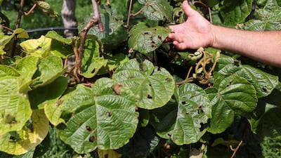 A fruit farmer with damaged kiwi tree leaves after a hailstorm devastated his fruit harvest in Forli, northern Italy. Reuters