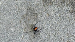 Residents should call authorities if they think they have seen a venomous spider, like the ones found by Muhammad Usman. Photo: Muhammad Usman