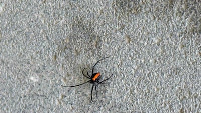 Residents should call authorities if they think they have seen a venomous spider, like the ones found by Muhammad Usman. Photo: Muhammad Usman