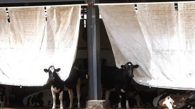 Cloth shades help keep the prime Holstein cows comfortable at the Al Rawabi Dairy Farm before being milked on-site at Al Khawaneej, Dubai.