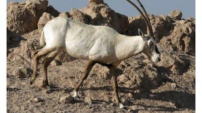 A thousand Arabian oryx are living in the wild. Less than 40 years ago, the species was hunted to the edge of extinction.