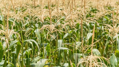 The team is also including vegetables in the form of sauce or puree that can go with pasta or rice.