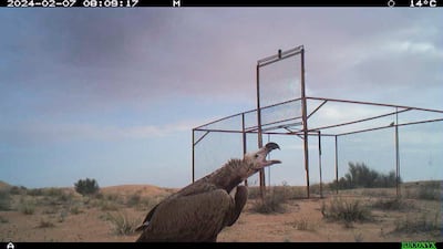 When installed in December 2023, the wary birds would come no closer than 60 metres from the cage. Now they approach to within five metres. Photo: DDCR