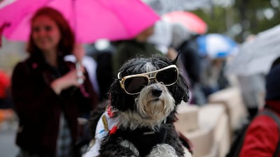 Stella the Havanese dog is dressed as Elvis Presley at the Tompkins Square Halloween Dog Parade in Manhattan, New York City. Reuters