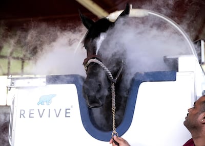 A horse undergoes cryotherapy in Dubai. Reem Mohammed / The National