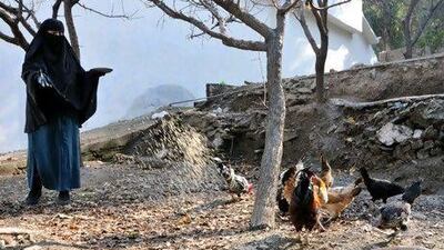 Maryam Dale feeds her chickens on Bandit Mountain. Muzammil Pasha / The National
