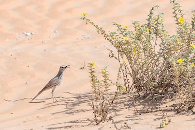 A hoopoe-lark, one of the few resident birds of the Empty Quarter, with a flowering Triibulus plant. Photo: Dr Gary Brown